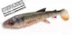 Мягкая приманка Savage Gear 3d Whitefish Shad / 1618608 — фото 7