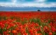 Фотофасад Arthata FotoSetka-100-36 (100x156) — фото 4
