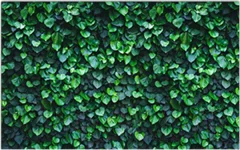 Фотофасад Arthata Кусты / FotoSetka-250-15 (250x156) — фото 7