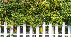 Фотофасад Arthata Зелень / FotoSetka-300-54 (300x156) — фото 1