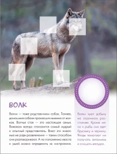 Развивающая книга Мозаика-Синтез Мир животных с наклейками. Кто живет в лесу?, мягкая обложка (МС14554) — фото 5